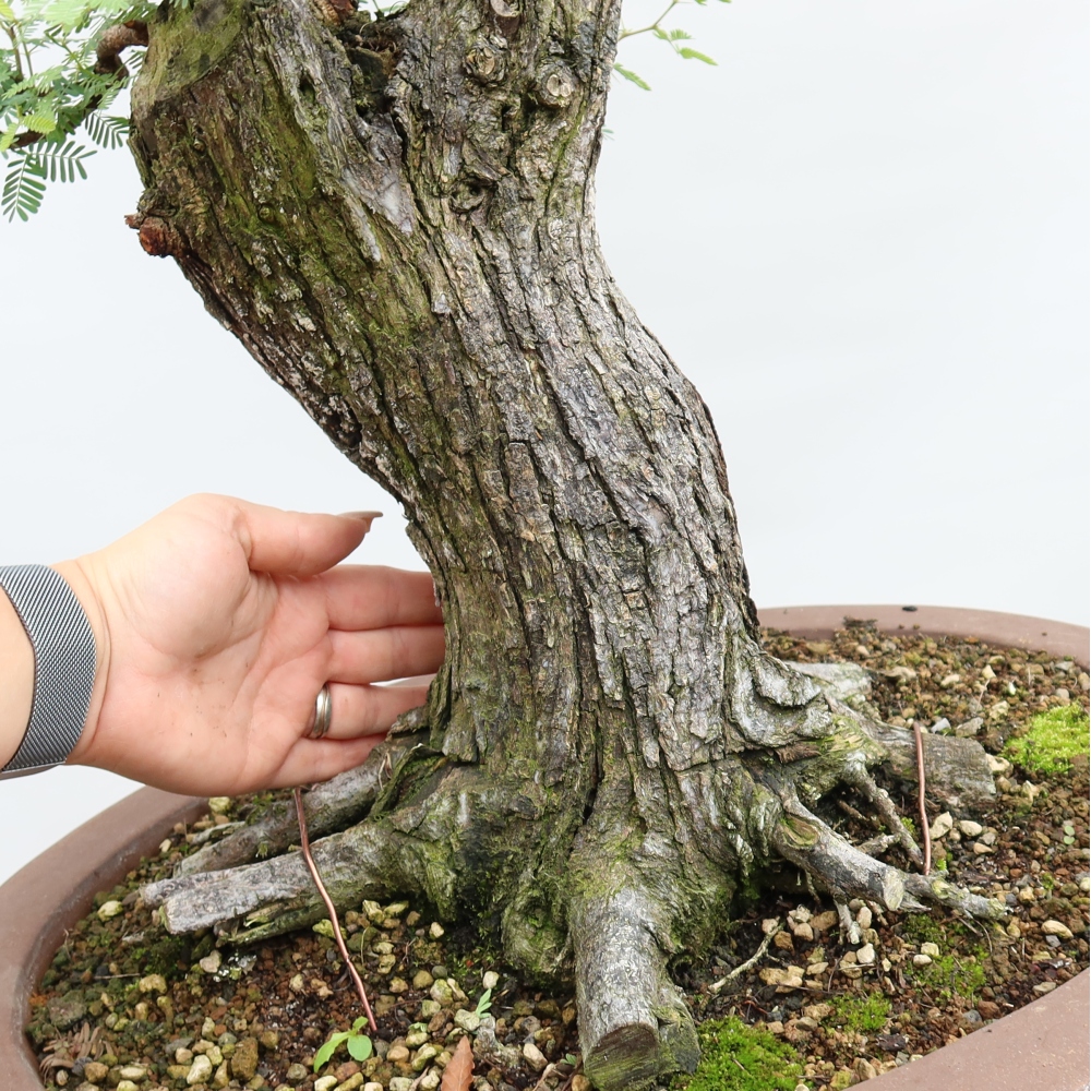Izba bonsai – Akacia Arabica