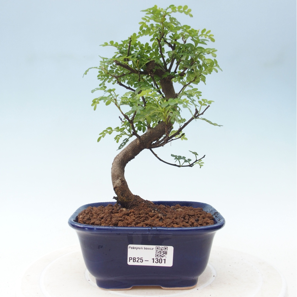 Izbová bonsai - Zantoxylum piperitum - piepor