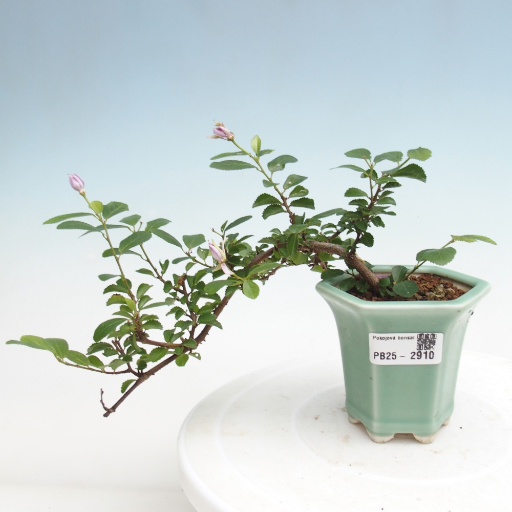 Izbová bonsai - Grewia occidentalis - Hviezdica levanduľová