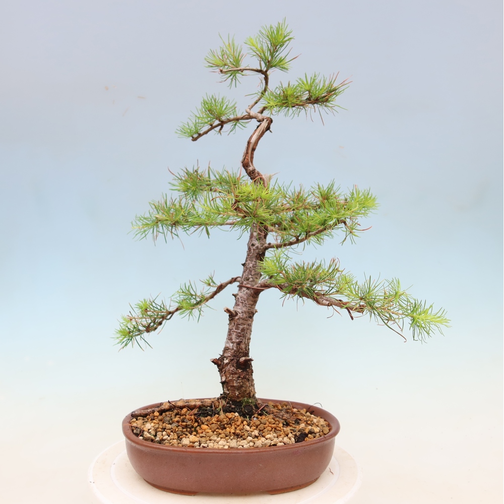 Vonkajšie bonsaje -Larix decidua - Smrekovec