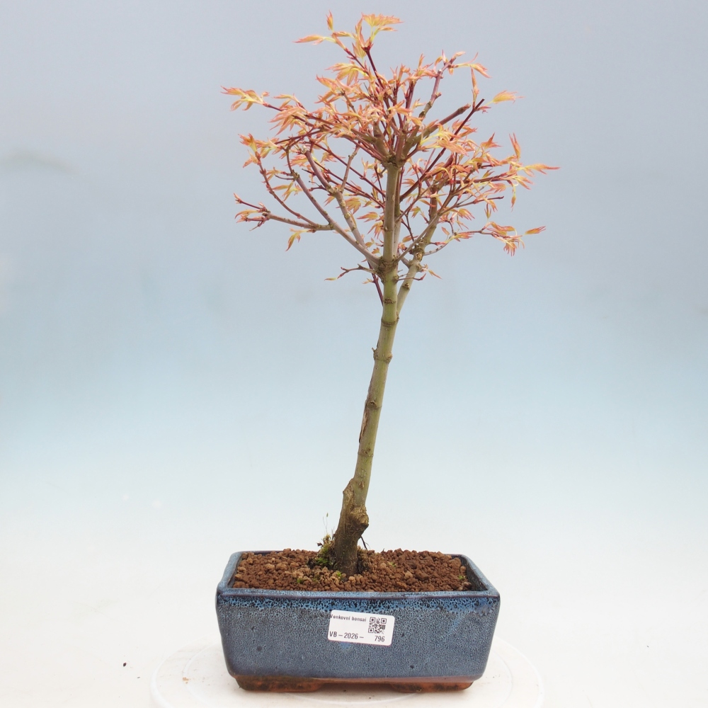 Javor poľný - Acer palmatum Beni Tsukasa