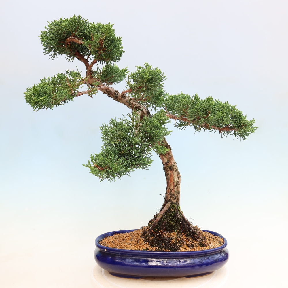 Vonkajší bonsaj - Juniperus chinensis Kishu
