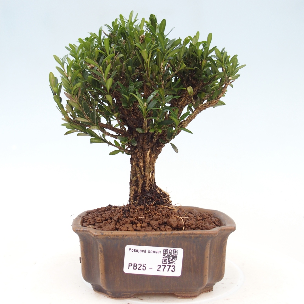 Izbová bonsai - Buxus harlandii -korkový buxus