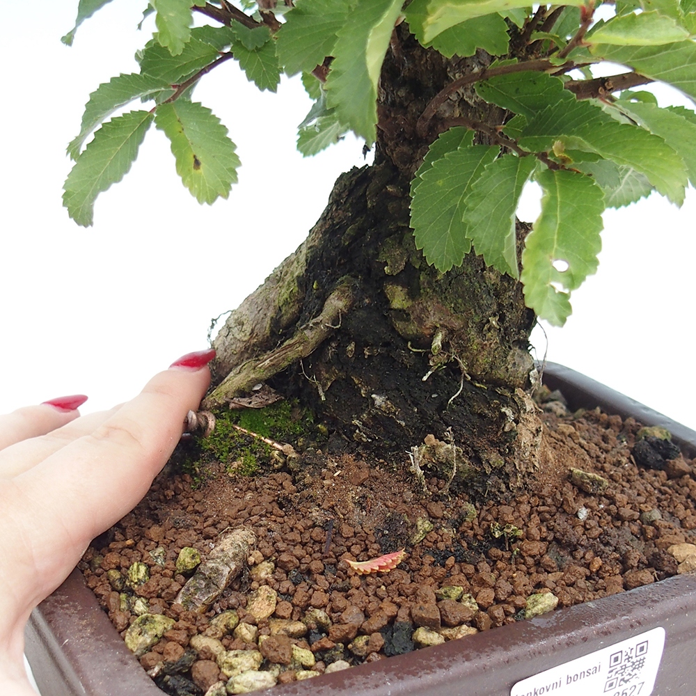 Vonkajšie bonsai - Zelkova - Zelkova serrata