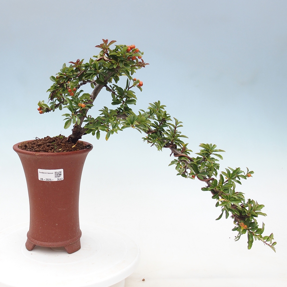 Vonkajšie bonsaje-Pyracantha Teton -Hlox