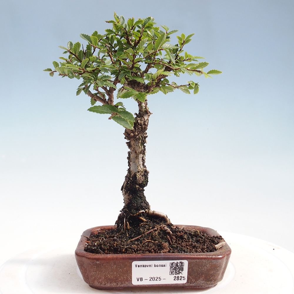 Vonkajšie bonsai - Zelkova - Zelkova Nirom