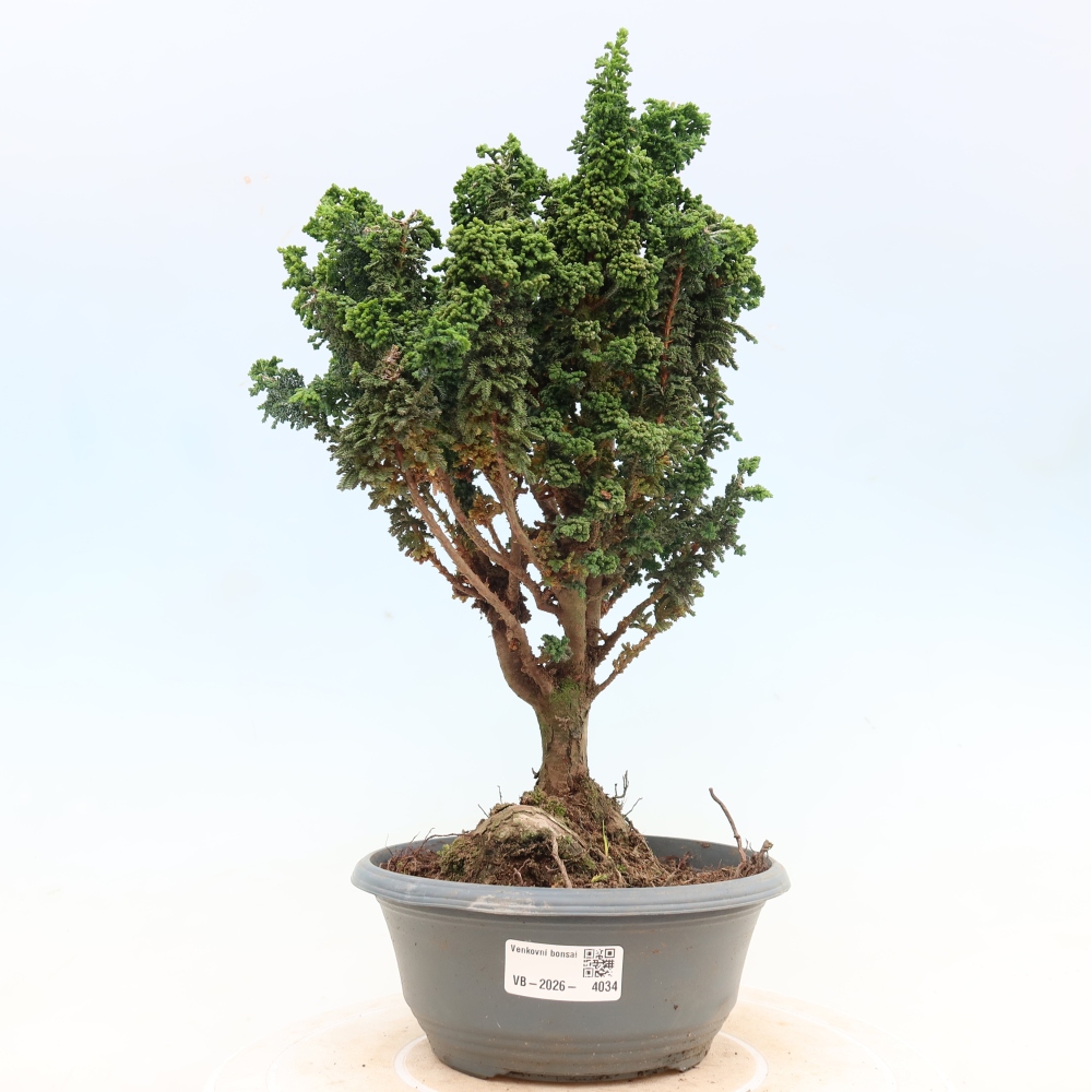 Vonkajší bonsaj - Cham. obtusa SEKKA HINOKI - Cypruštek