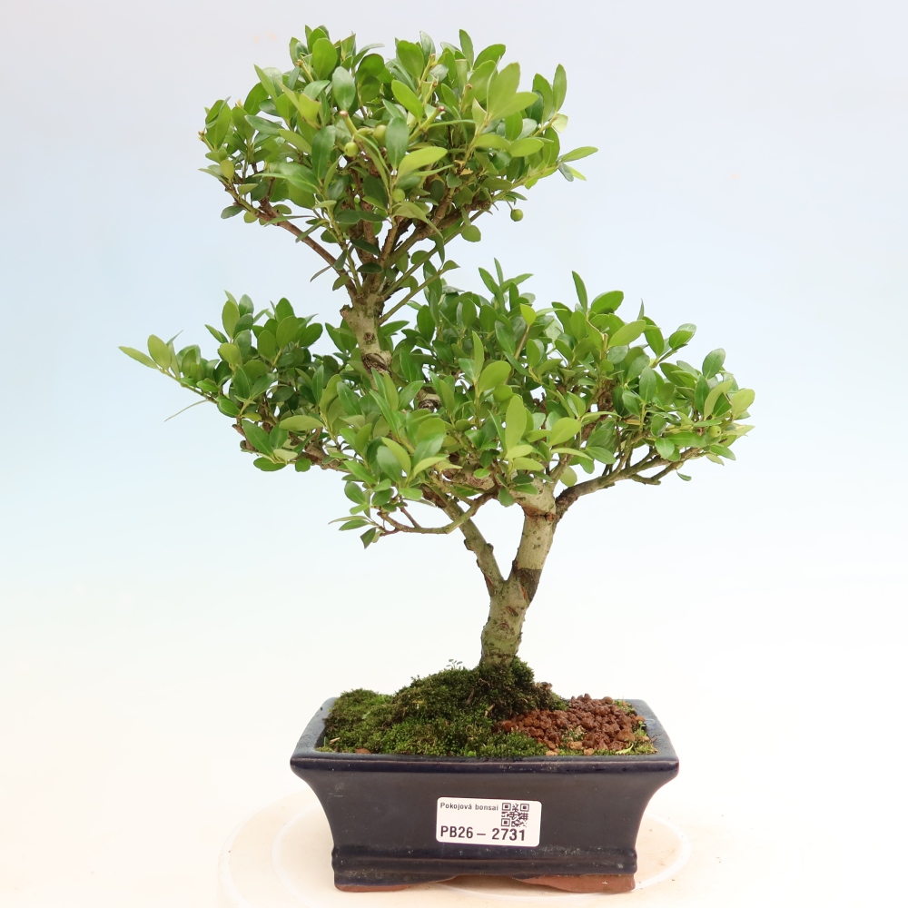 Izbový bonsaj - Ilex crenata - Cesmína