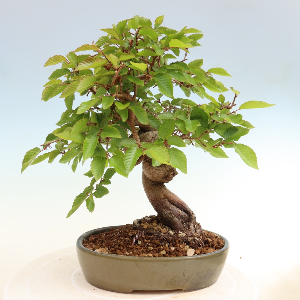 Vonkajší bonsaj -Carpinus coreana - Hrab kórejský