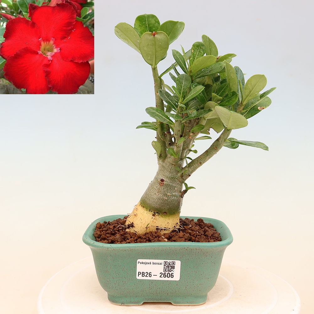 Izba bonsai – Adenium obesum Red Star – Púštna ruža