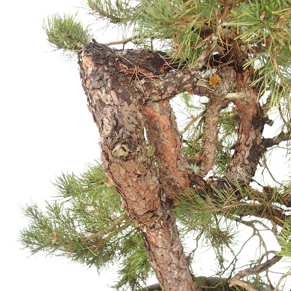 Yamadori - Pinus sylvestris Španielsko