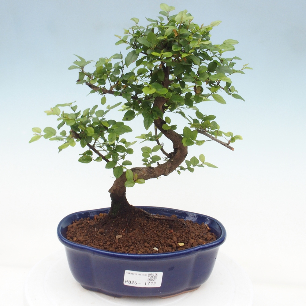 Izbová bonsai - Sagerécia thea - Sagerécia thea