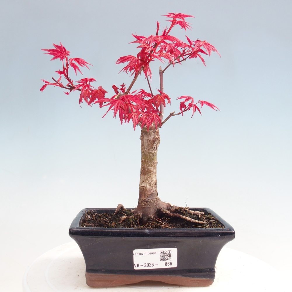 Vonkajší bonsaj - Acer palmatum DESHOJO