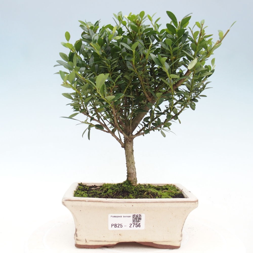 Servis bonsai - Ilex crenata - Cezmína