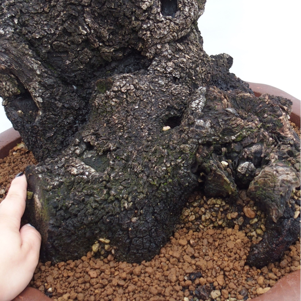 Yamadori - Quercus Ilex -Dub cezmínovitý