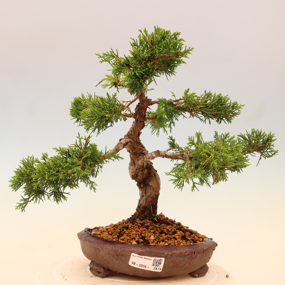 Vonkajší bonsaj - Juniperus chinensis Itoigawa