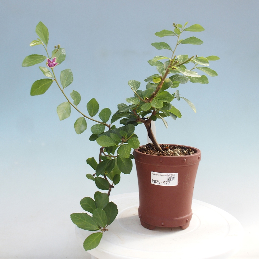 Izbová bonsai - Grewia occidentalis - Hviezdica levanduľová