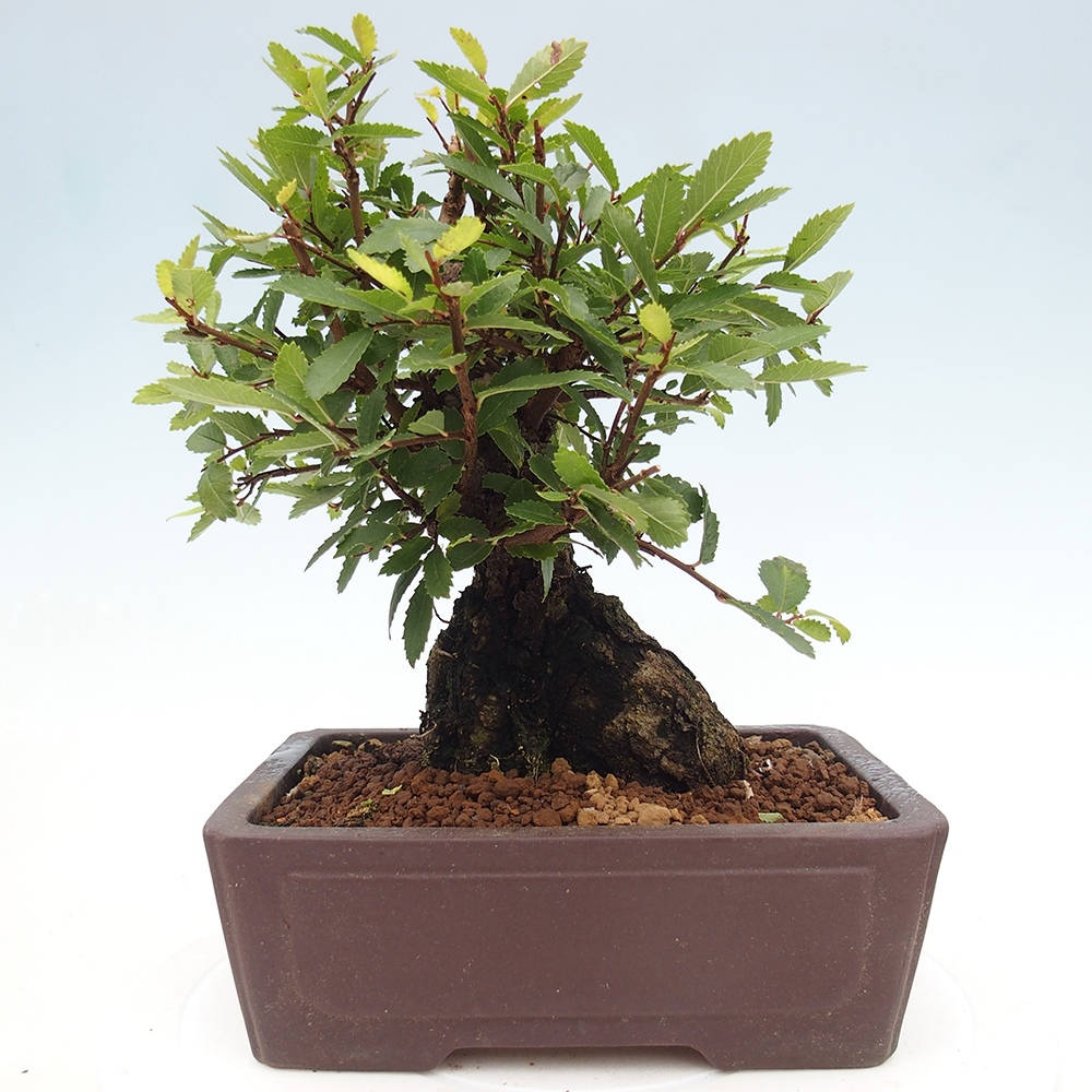 Vonkajšie bonsaje - Zelkova - Zelkova NIRE