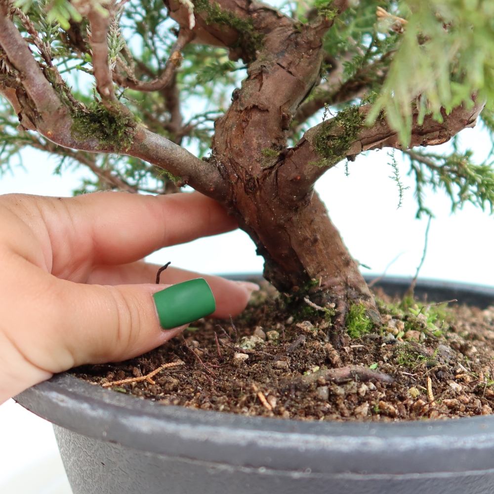 Vonkajší bonsai – Juniperus chinensis Itoigawa – čínsky jalovec