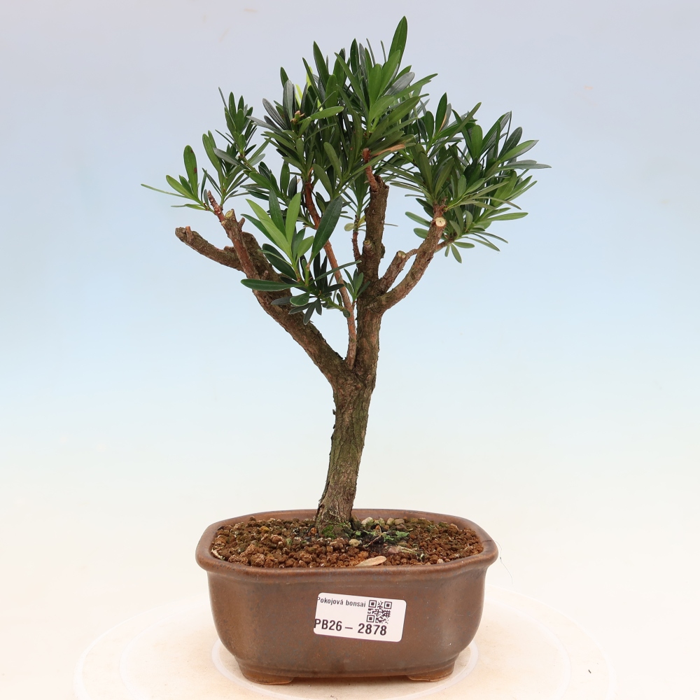 Izbové bonsaje - Podocarpus - Kamenný tis