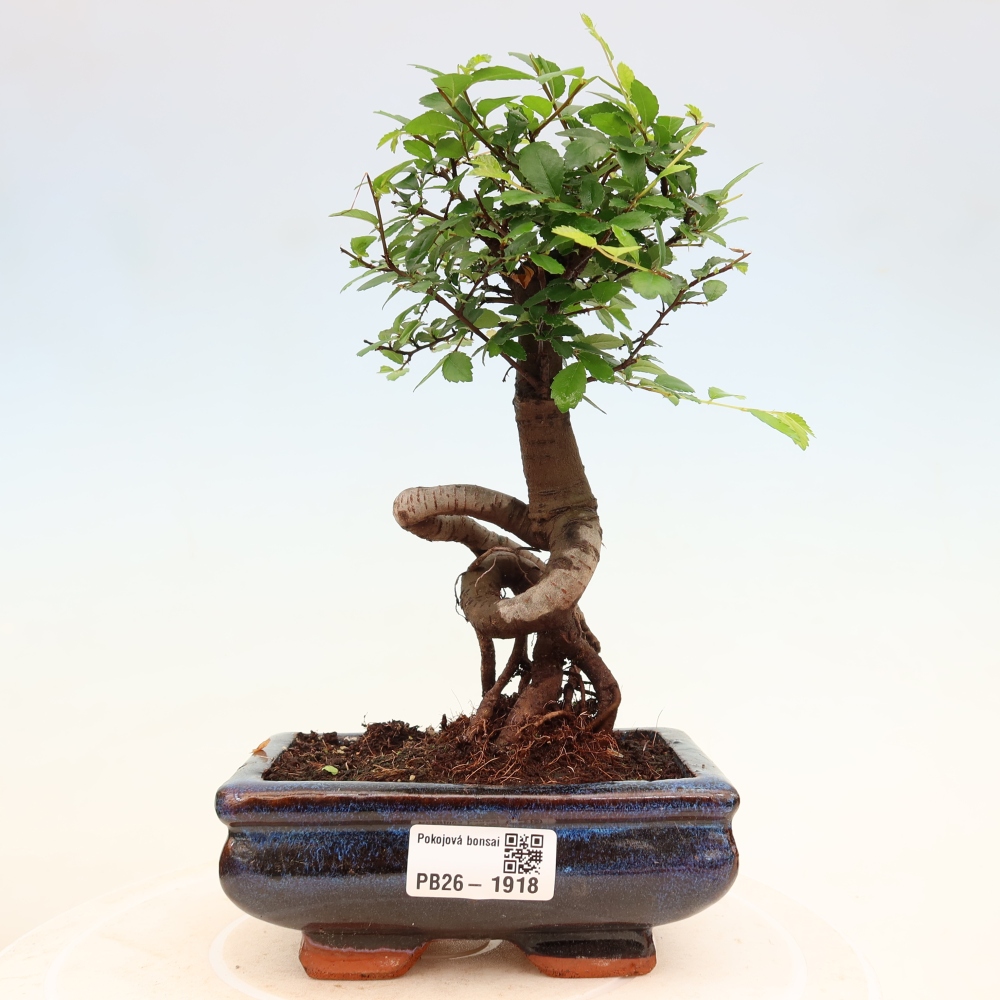 Izbový bonsaj - Ulmus parvifolia - brest malolistý