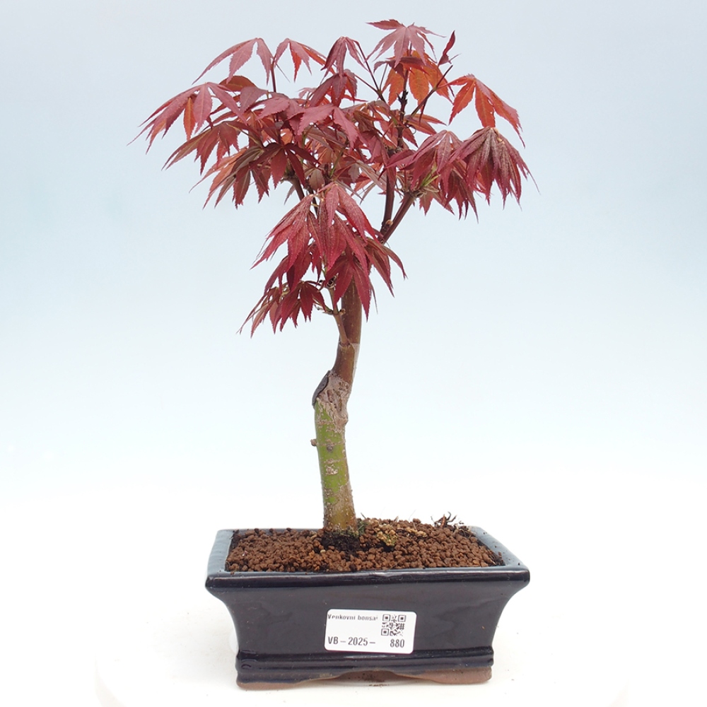 Vonkajší bonsai - Acer palm. Atropurpureum-Javor dlanitolistý