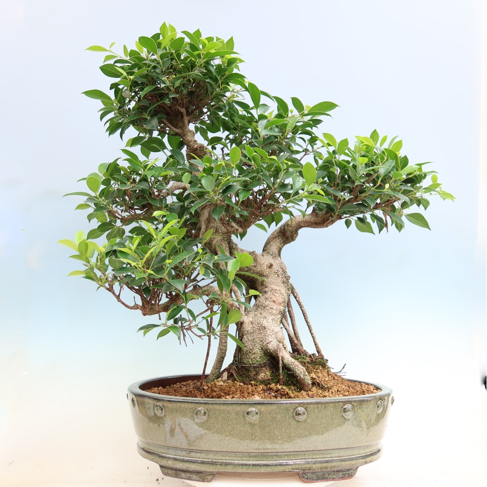 Izbové bonsaje - Ficus kimmen - drobnolistý fikus