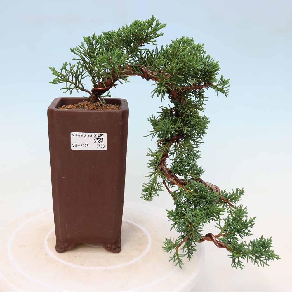 Vonkajší bonsaj - Juniperus chinensis Kishu