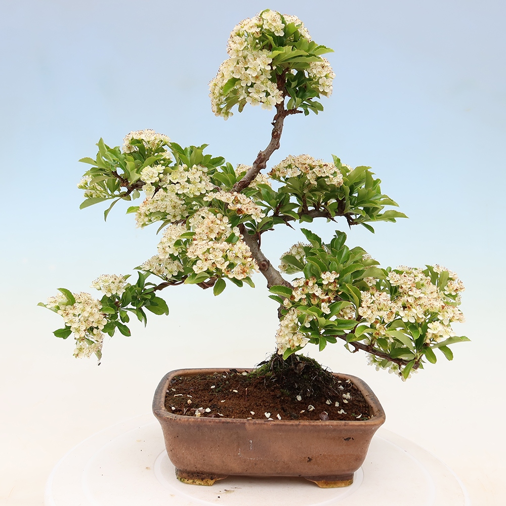 Vonkajší bonsai – Pyracantha teton – hlohovec šarlátový