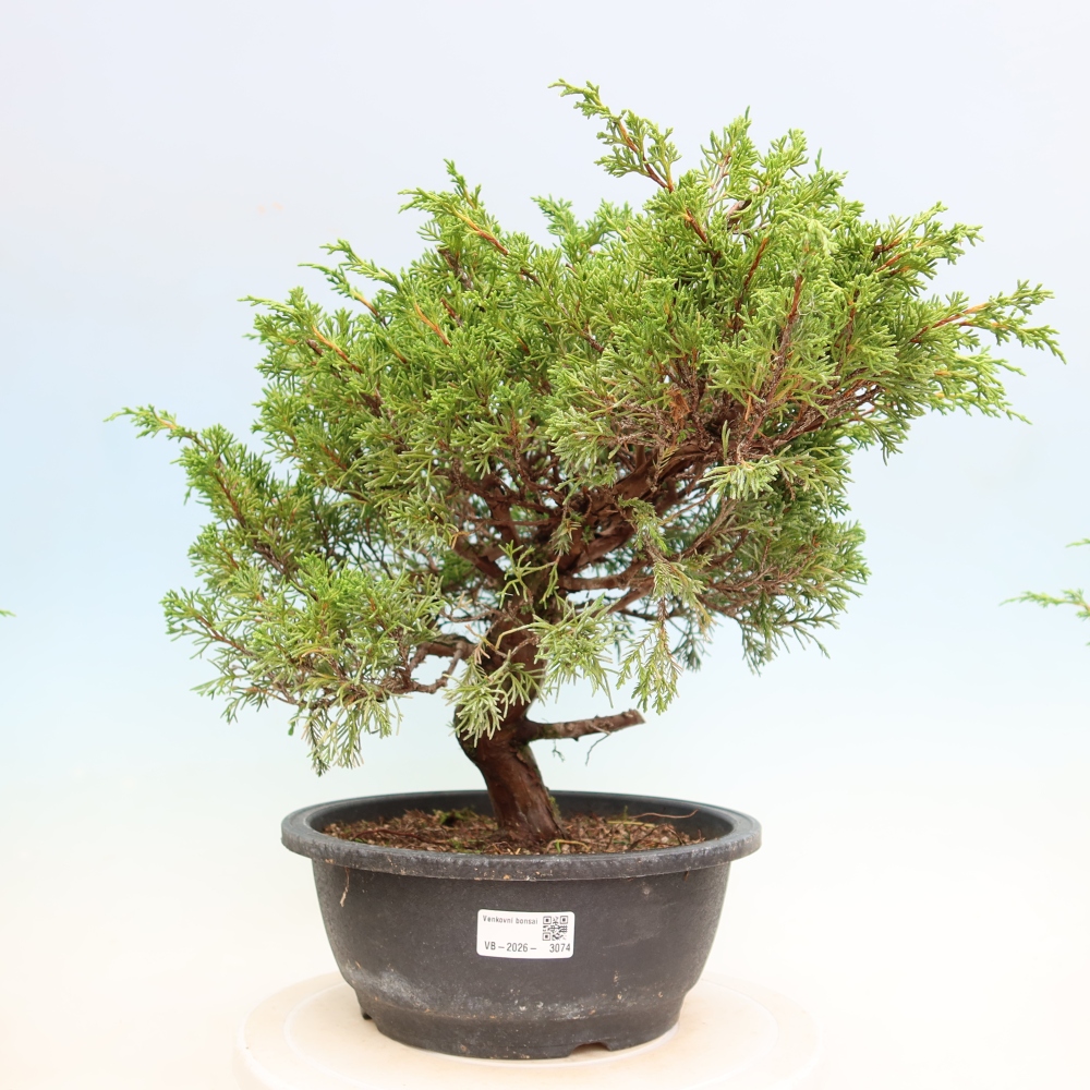 Vonkajší bonsai – Juniperus chinensis Itoigawa – čínsky jalovec
