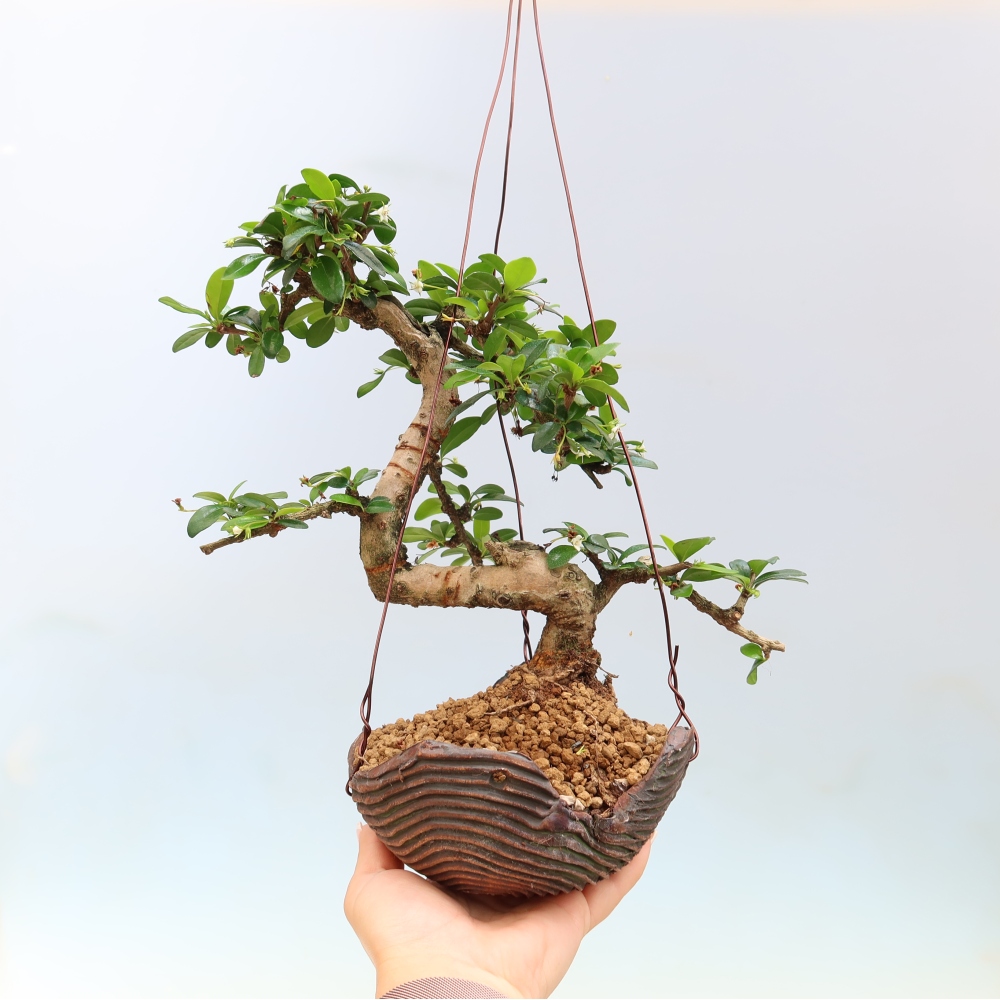 Kokedama v keramike – Čaj-fuki – Carmona macrophylla