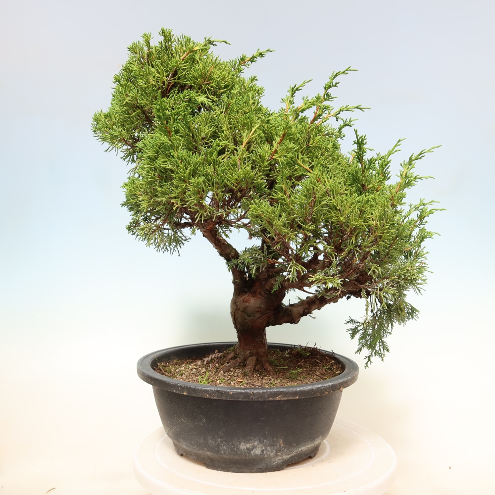 Vonkajší bonsai – Juniperus chinensis Itoigawa – čínsky jalovec