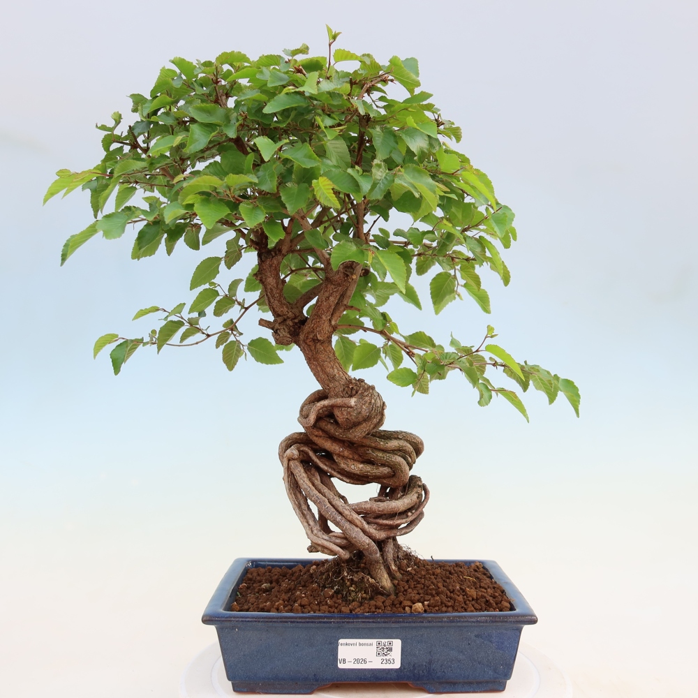 Vonkajší bonsaj -Carpinus coreana - Hrab kórejský