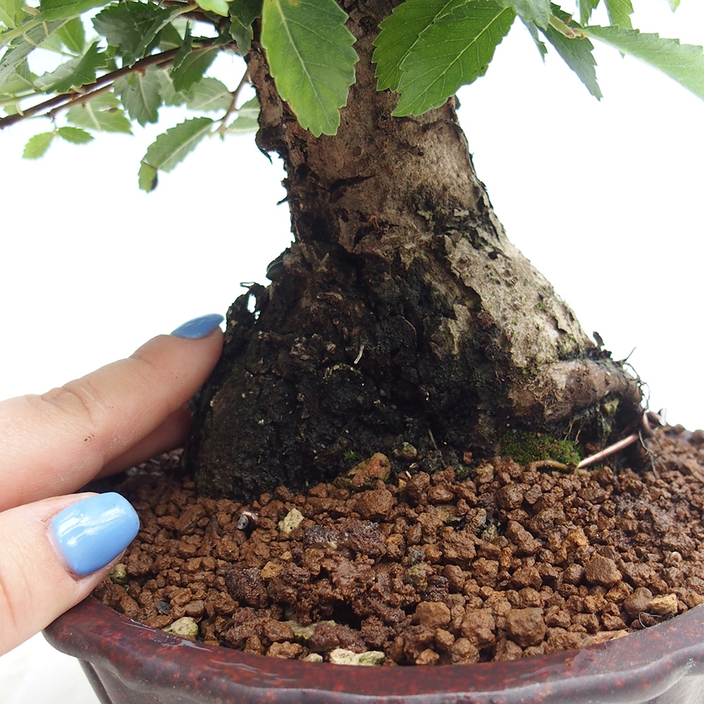 Vonkajšie bonsai - Zelkova - Zelkova Nirom