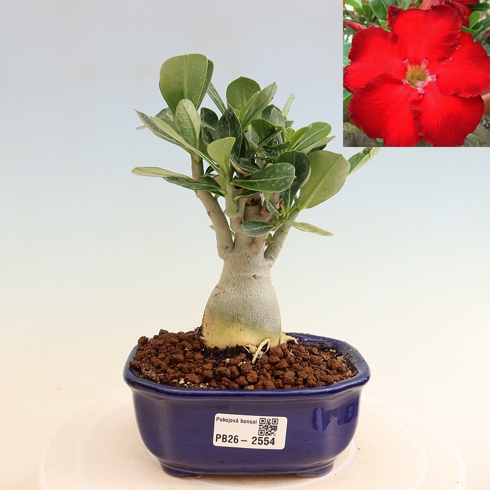 Izba bonsai – Adenium obesum Red Star – Púštna ruža