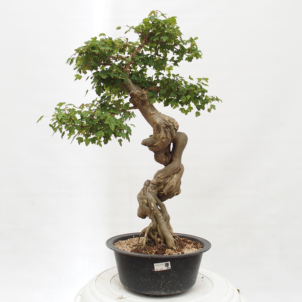 Vonkajšie bonsai - Javor Buergerianum - Javor Burgerův