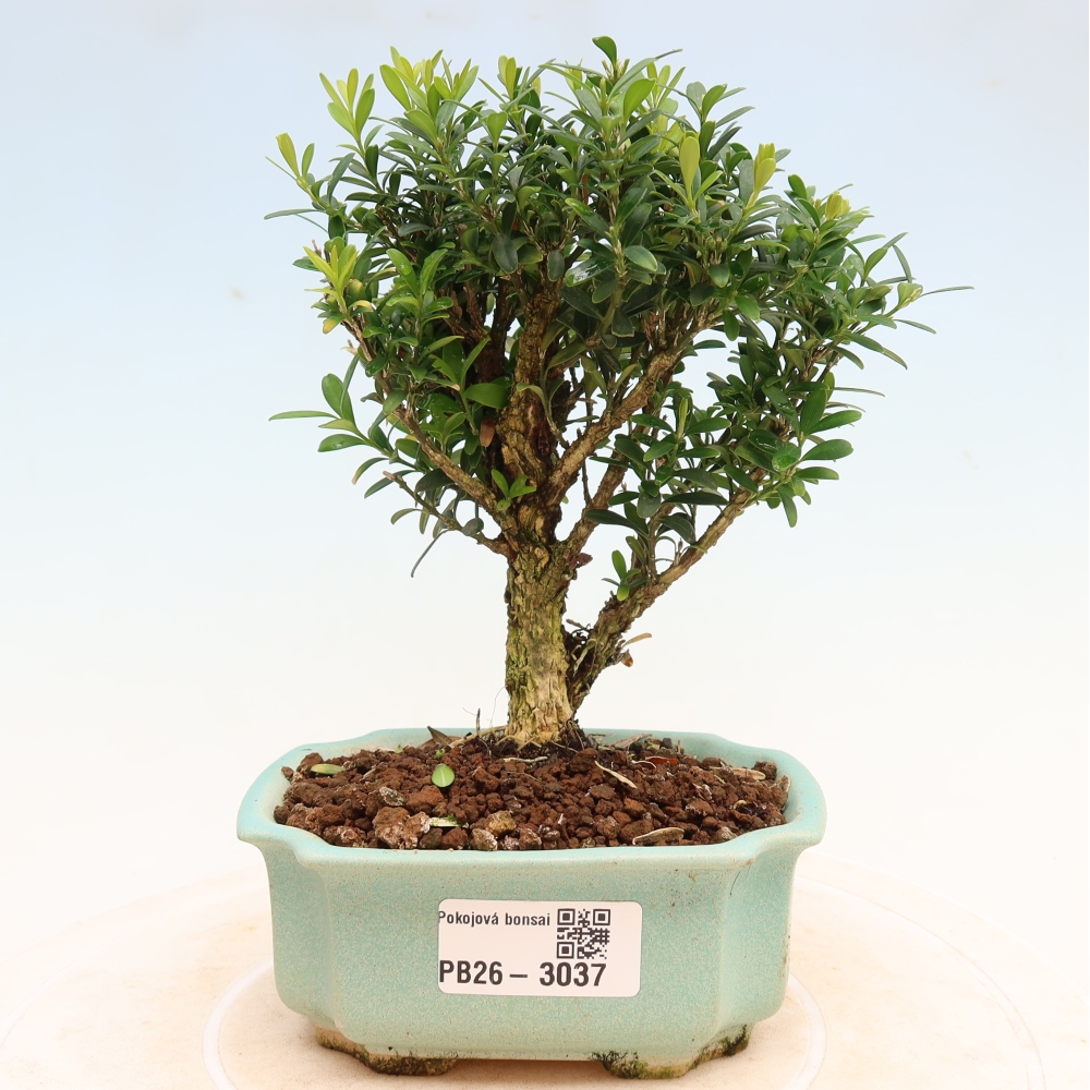 Izbové bonsaje - Buxus harlandii - korkový buxus