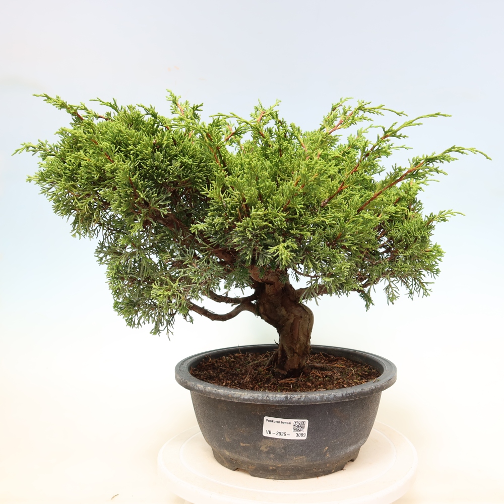 Vonkajší bonsai – Juniperus chinensis Itoigawa – čínsky jalovec