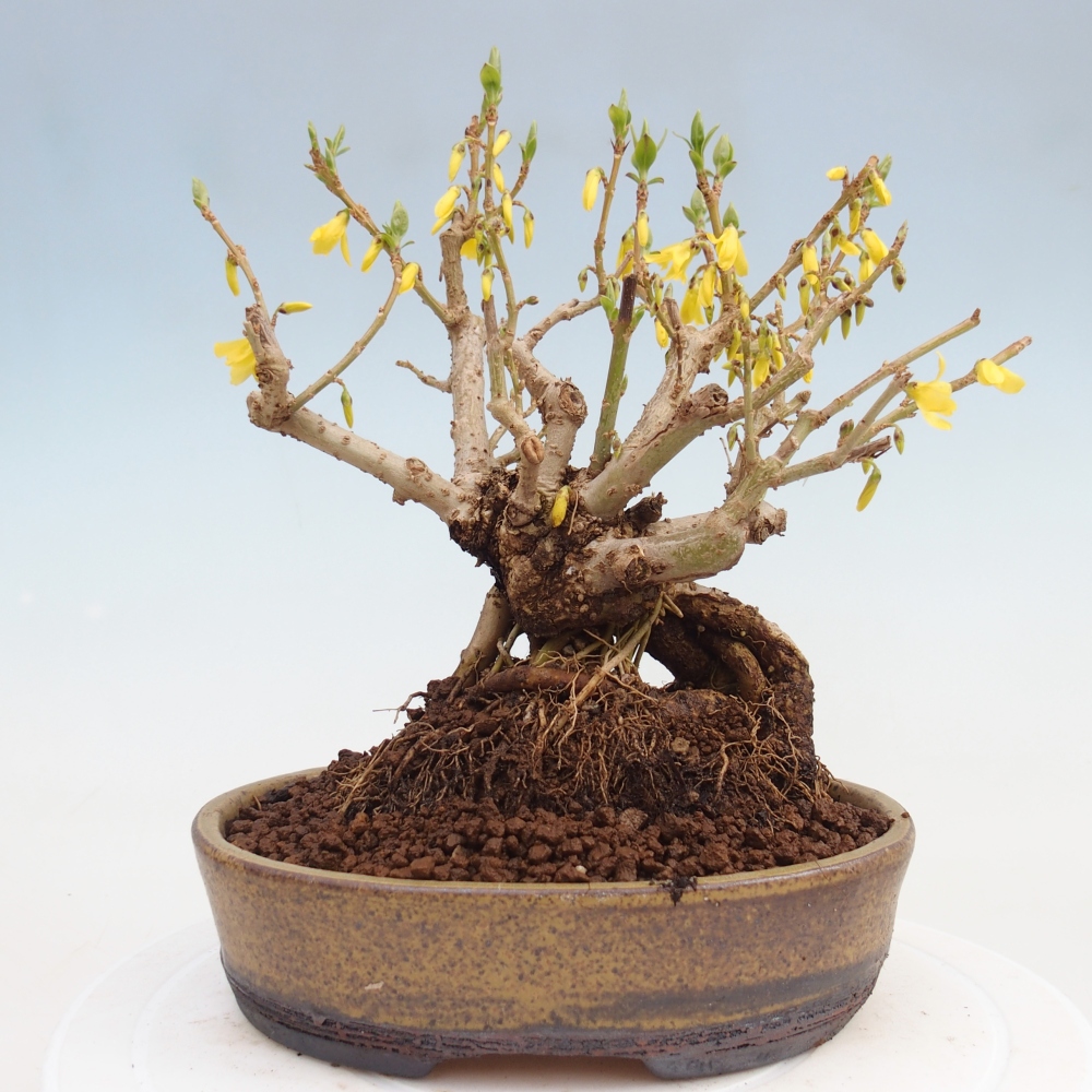 Vonkajšie bonsaje - Zlatice - Forsythia koreana