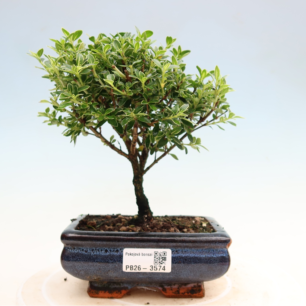 Izba bonsai – Serissa foetida Variegata – Strom tisíc hviezd