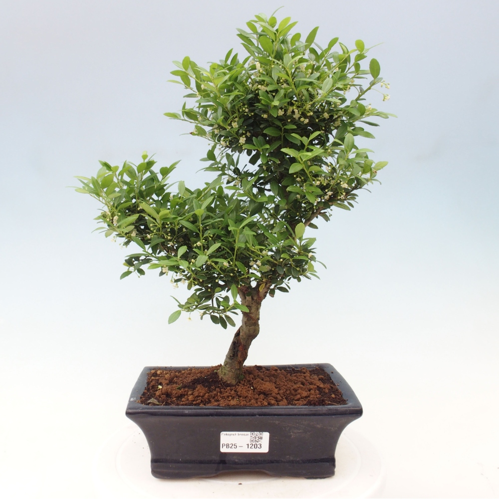 Izbová bonsai - Ilex crenata - Cezmína