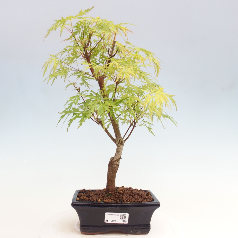 Vonkajšie bonsai - Acer palmatum Dissectum - Javor dlaňolistý 