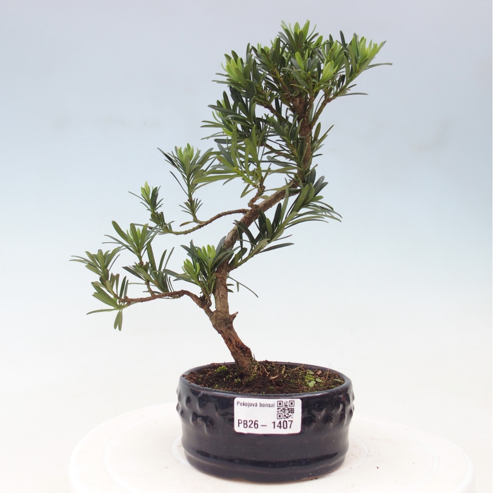 Izbové bonsaje - Podocarpus - Kamenný tis
