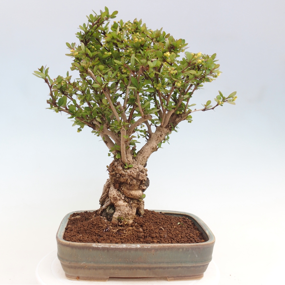 Vonkajšie bonsaje - Berberis coreana