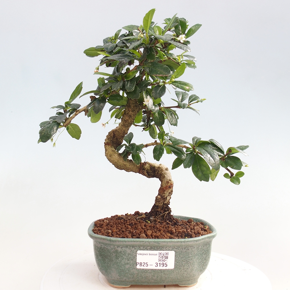 Izbová bonsai - Carmona macrophylla - Čaj fuki