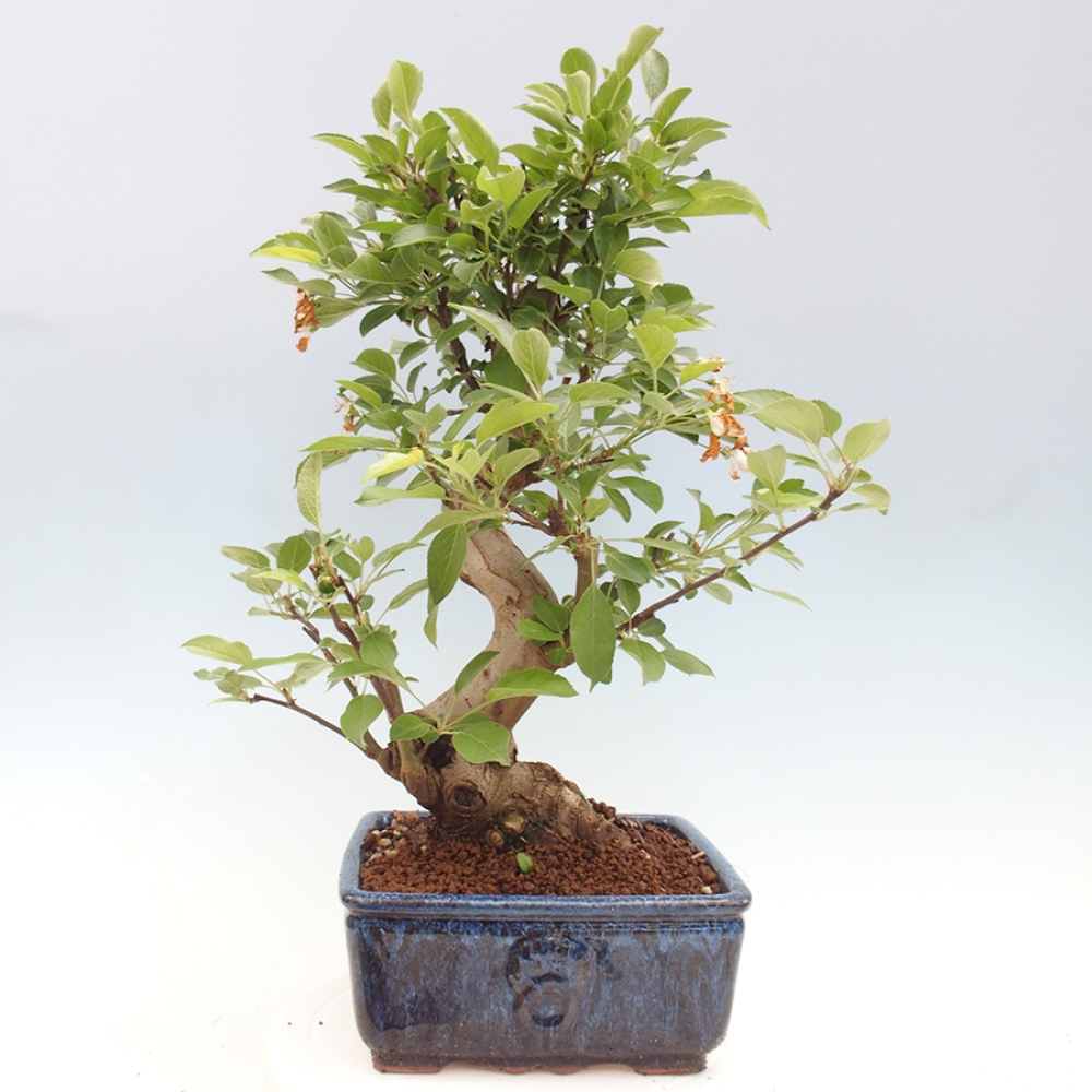 Vonkajší bonsai -Malus halliana - Maloplodá jabloň