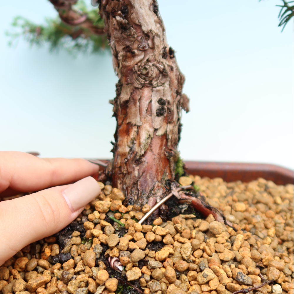 Vonkajší bonsaj - Juniperus chinensis Kishu