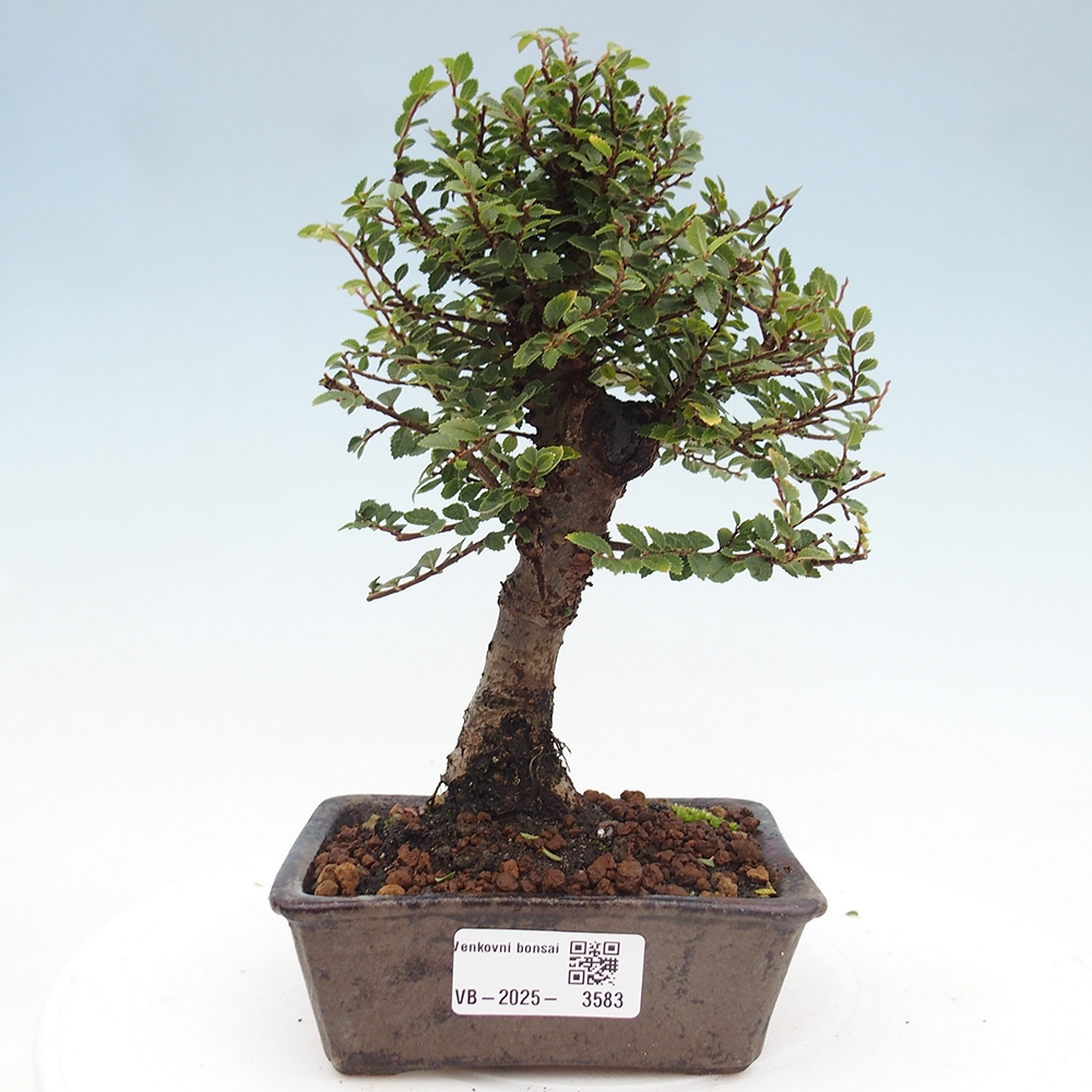 Vonkajší bonsai - Ulmus parvifolia Hokkaido - brest Čínsky