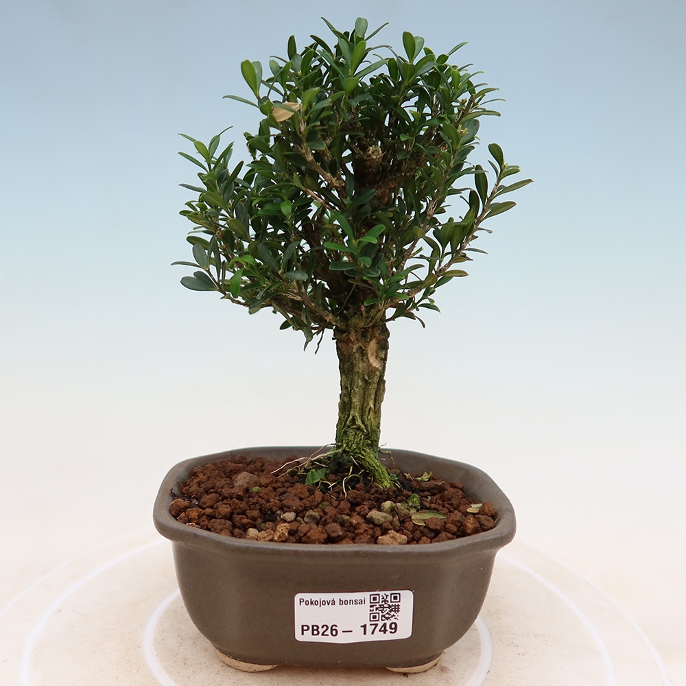 Izbové bonsaje - Buxus harlandii - korkový buxus