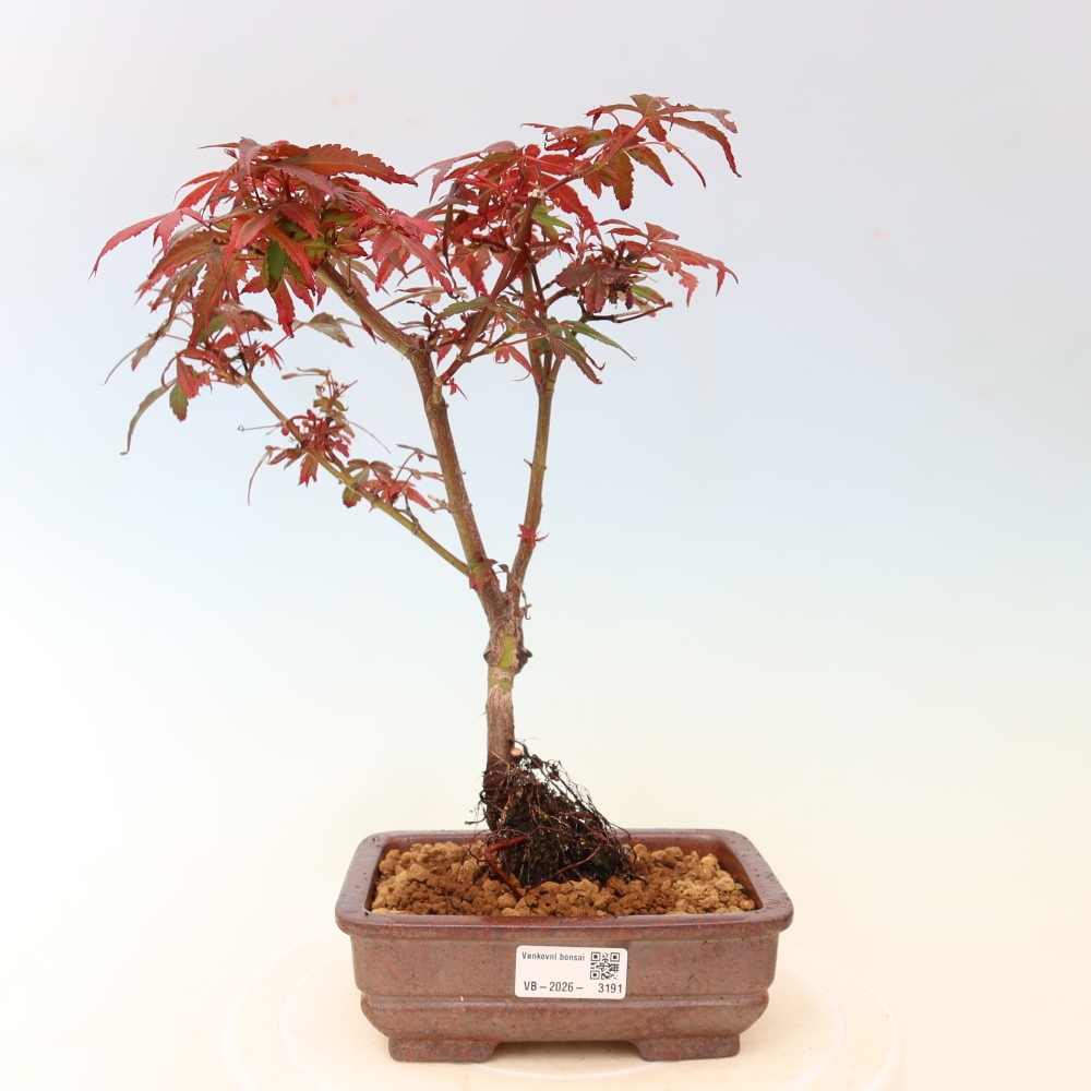 Vonkajší bonsai – javor dlaňolistý – Acer palmatum Berry Broom 